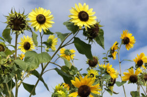 sunflowers