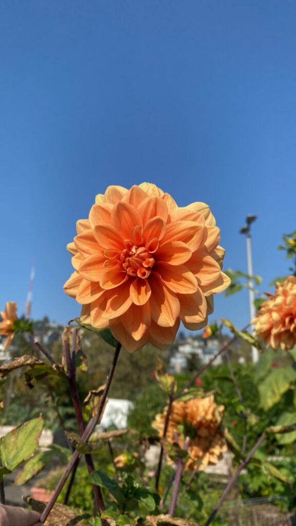bright orange dahlia dahlia against a cloudless blue sky