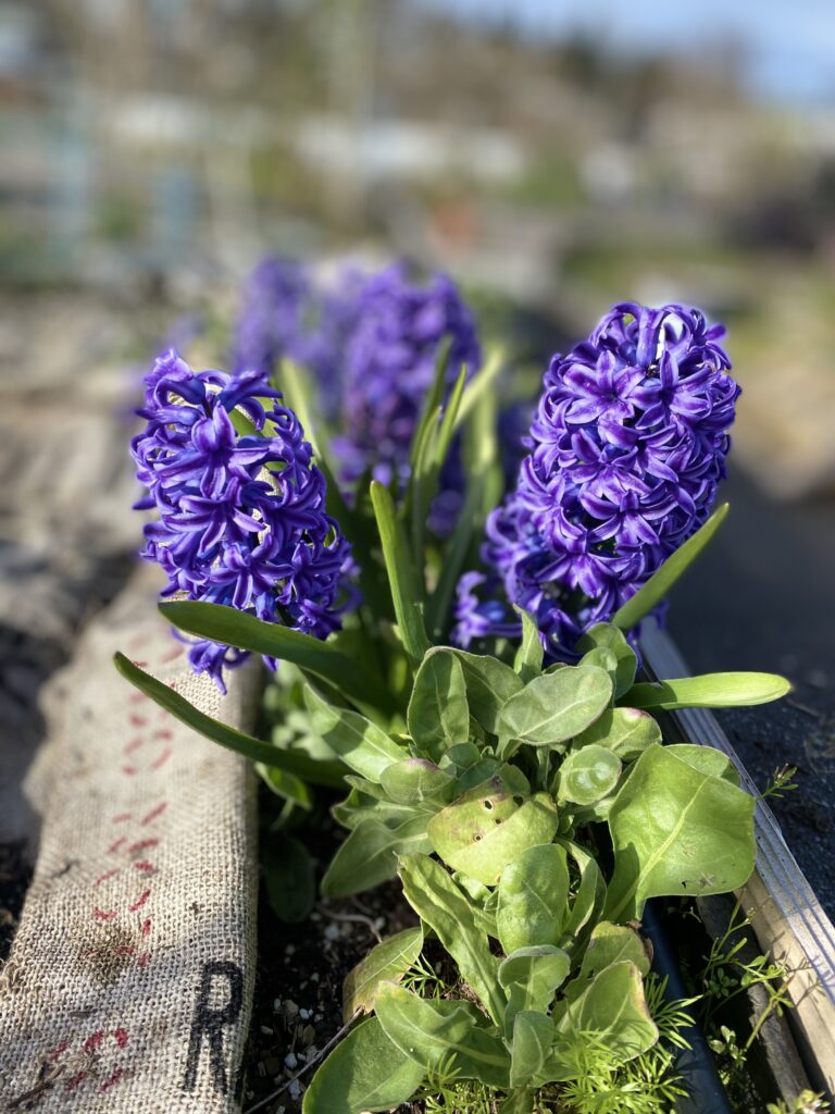 purple hyacinths in a raised bed